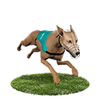 好贏娛樂城下載白金賽狗